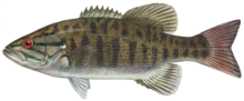 small mouth bass