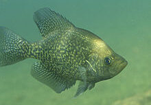 crappie fishing broken bow